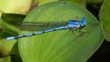 Argia anceps (Cerulean Dancer) male.jpg